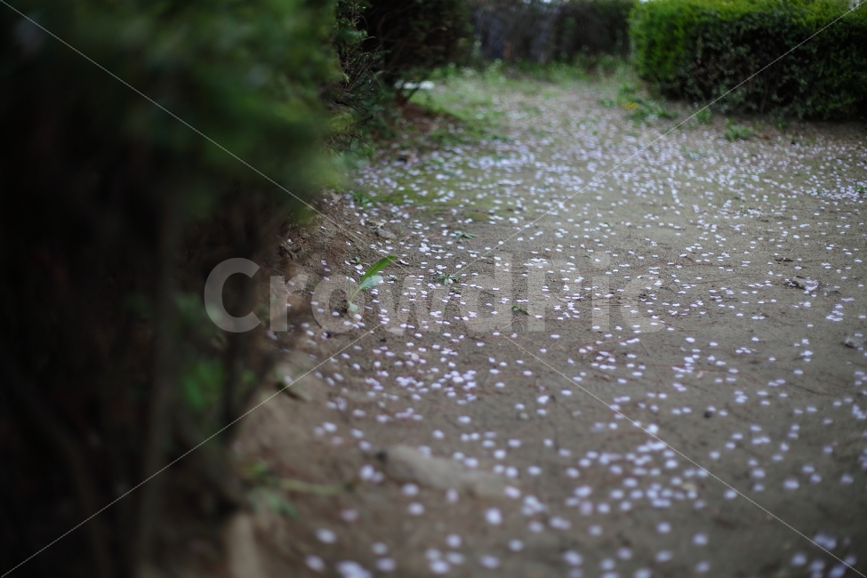 벚꽃,느낌,감성,꽃,바닥,흩날림,봄,꽃비,배경,ppt,식물,자연,plants,nature,봄,계절,spring,season,꽃,flower