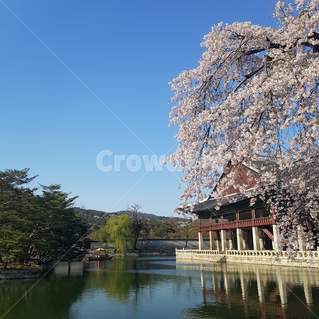 봄풍경,봄,벚꽃,풍경,자연