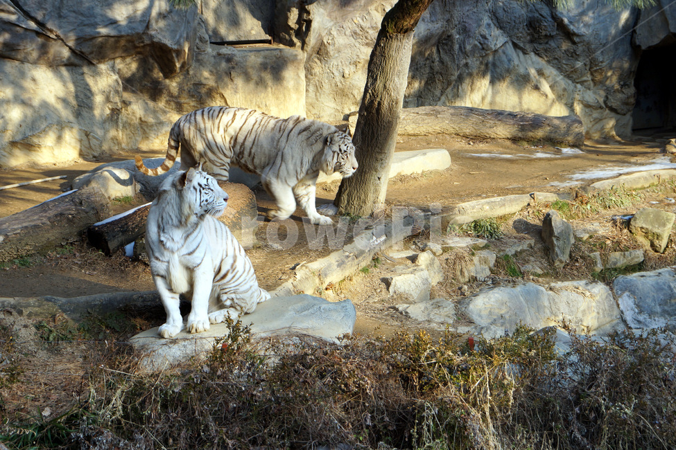 호랑이,동물,동물원,포유류,백호,나무,자연,tigers,animals,zoos,mammals,whitetigers,trees,nature