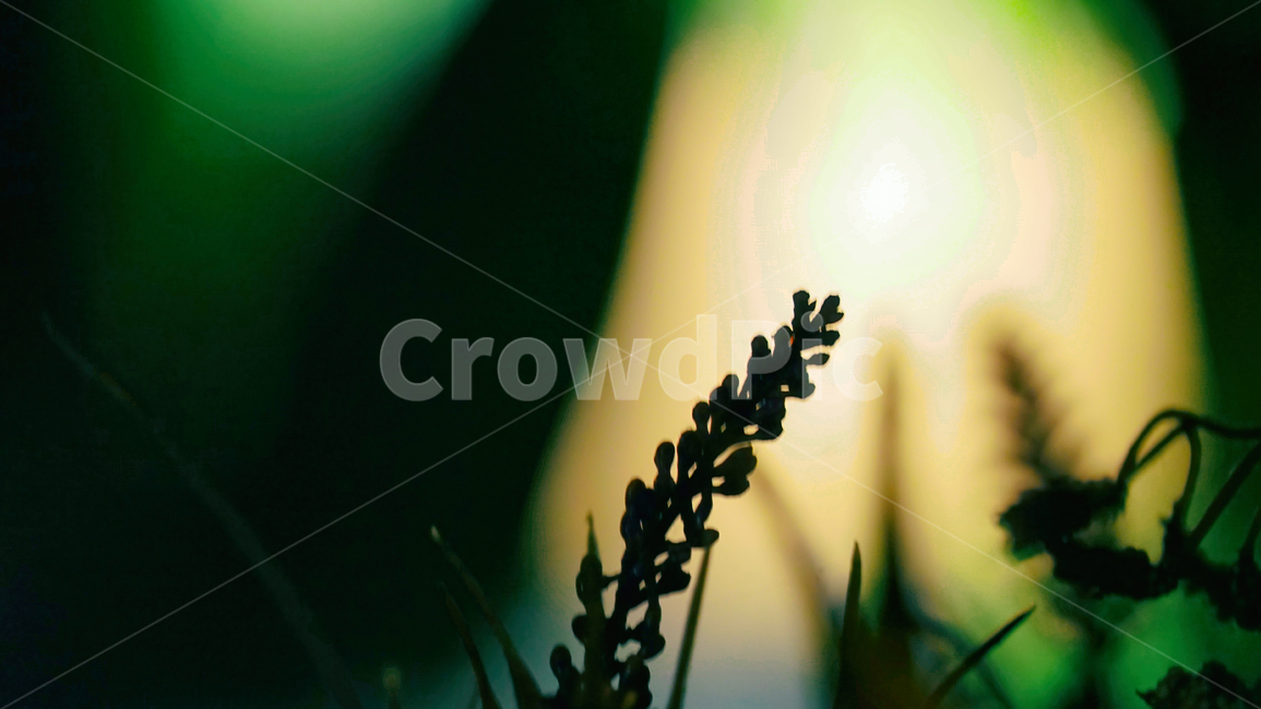 interior,shadow,plant,lamp,light,silhouette,인테리어,조명,그림자,식물,실루엣,식물,자연,plants,nature,감성,sensible,feeling
