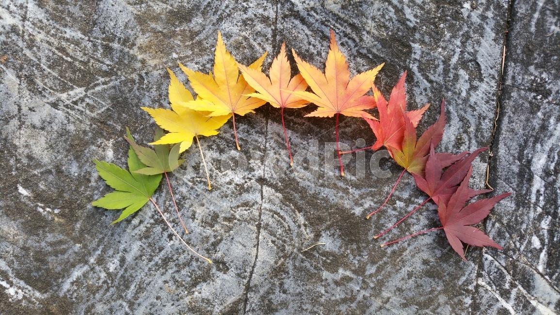 식물,단풍,가을,잎,감성,leaf,plant,나무,tree,가을,계절,fall,autumn,season