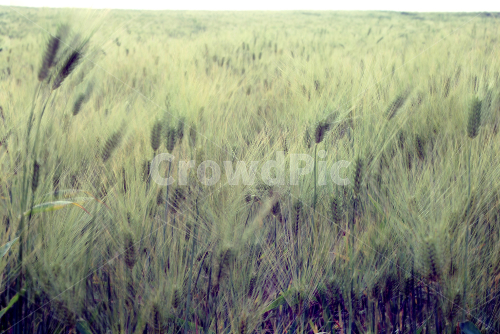 보리밭,청보리,식물,plant,greenbarley