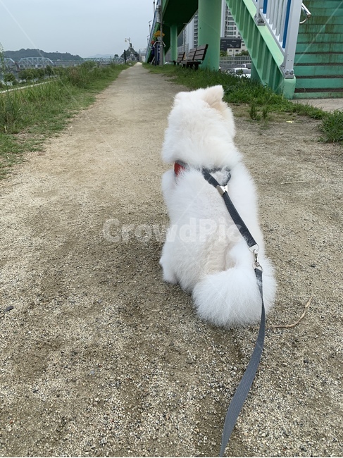 강아지,포메,귀여운,강아지산책,하얀강아지