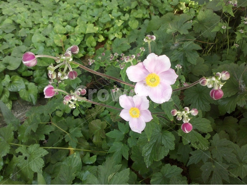 아네모네,봄꽃,바람꽃,미나리아재비과,알뿌리화초,식물,자연,plants,nature,꽃,flower