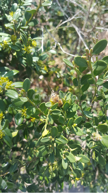 벌,꿀벌,나무,꿀,열일,식물,자연,plants,nature,동물,animal,곤충,벌레,insect,bug
