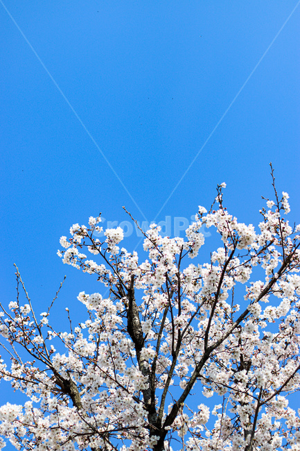 꽃,flower,blossom,벚꽃,봄,spring,식물,plant,cherryblossom,감성,풍경,하늘,sky