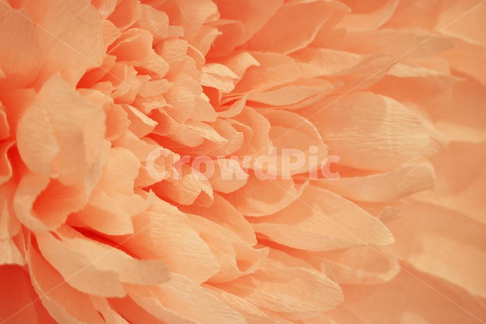 꽃,꽃잎,클로즈업,백그라운드,배경,배경이미지,핑크,코랄,식물,종이꽃,꽃,flower