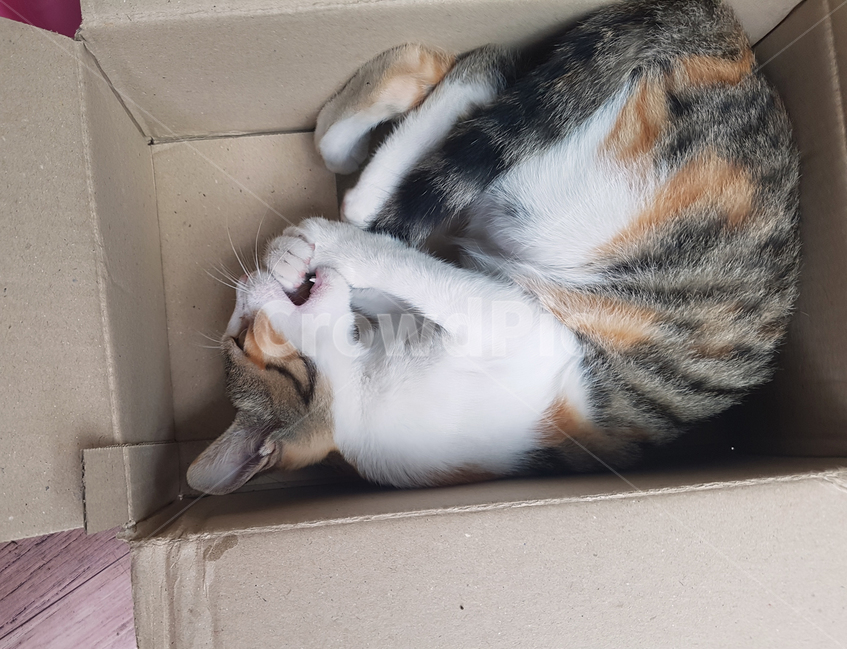 고양이,박스,장난치다,cat,box,고양이옆모습,꼬리,tail,playing,동물,animal,포유류,mammal,고양이,cat,kitten,kitty