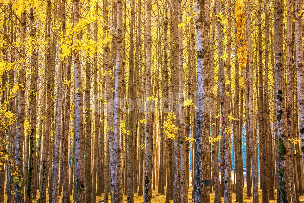 은행나무,은행,풍경사진,가을풍경,풍경,tree,나무,plant,식물