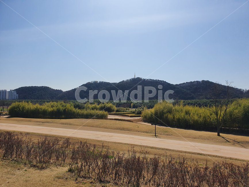 outdoors,옥외,대나무숲,잔디,자연,nature,plant,식물,tree,나무,공원,산책,대나무,숲,하늘,봄,봄날,오솔길,산책길,forest,sky,spring,park,road,sand,울산,울산대공원,대공원