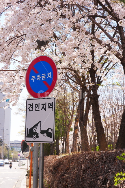 도로,봄,벚꽃,주차금지,따스함,봄,계절,spring,season