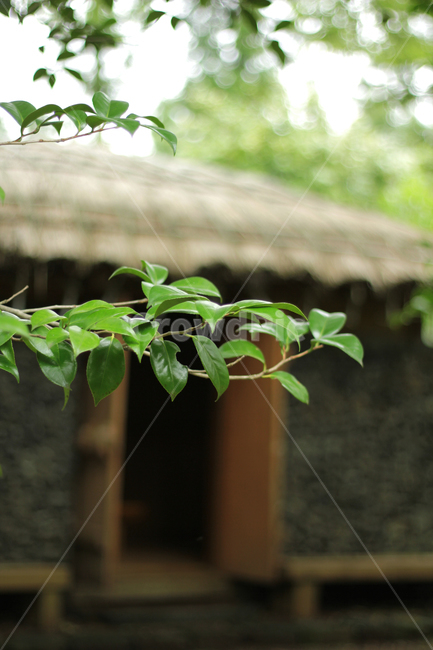 leaf,잎,plant,식물,제주도,초가집,outdoor,옥외,나무,나뭇가지,식물,자연,plants,nature