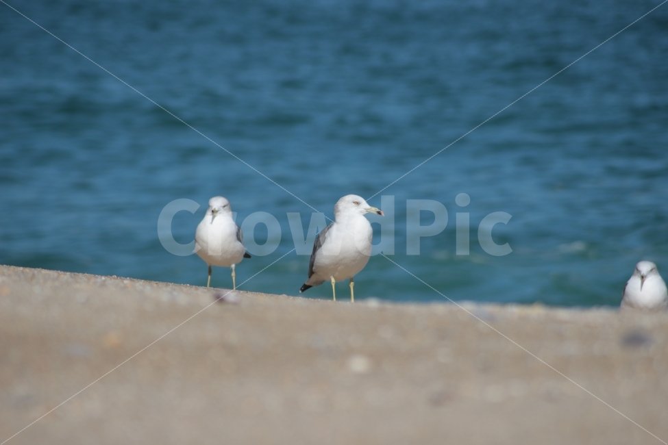 동물,새,조류,갈매기,바다,해변,자연풍경,해변가,바닷가,세마리,서있는,gull,sea,동물,animal,조류,새,birds