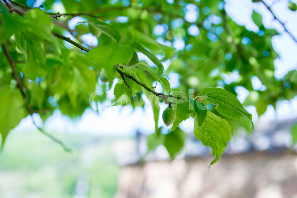 자연,nature,초록,봄,나뭇잎,spring,여름꽃,flower,summer,season,계절,식물,plants,아웃포커싱,열매