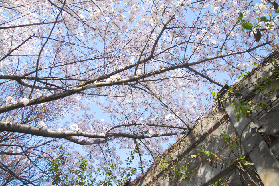 벚꽃,봄꽃,봄,계절,하늘,봄,계절,spring,season,식물,자연,plants,nature,꽃,flower,나무,trees,wood,plant,blossom,cherry blossom