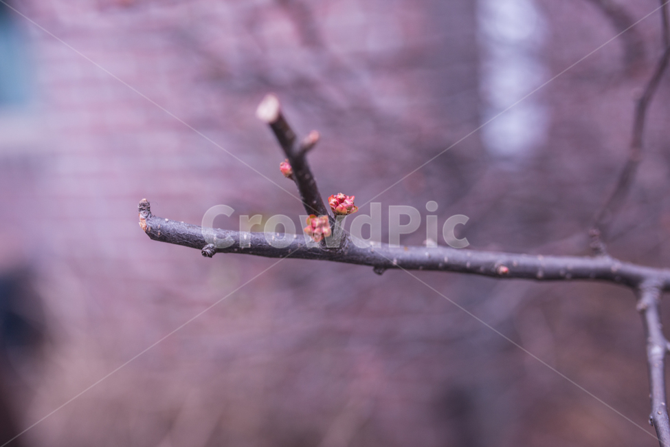 나무,tree,식물,botanical,자연,식물,자연,plants,nature