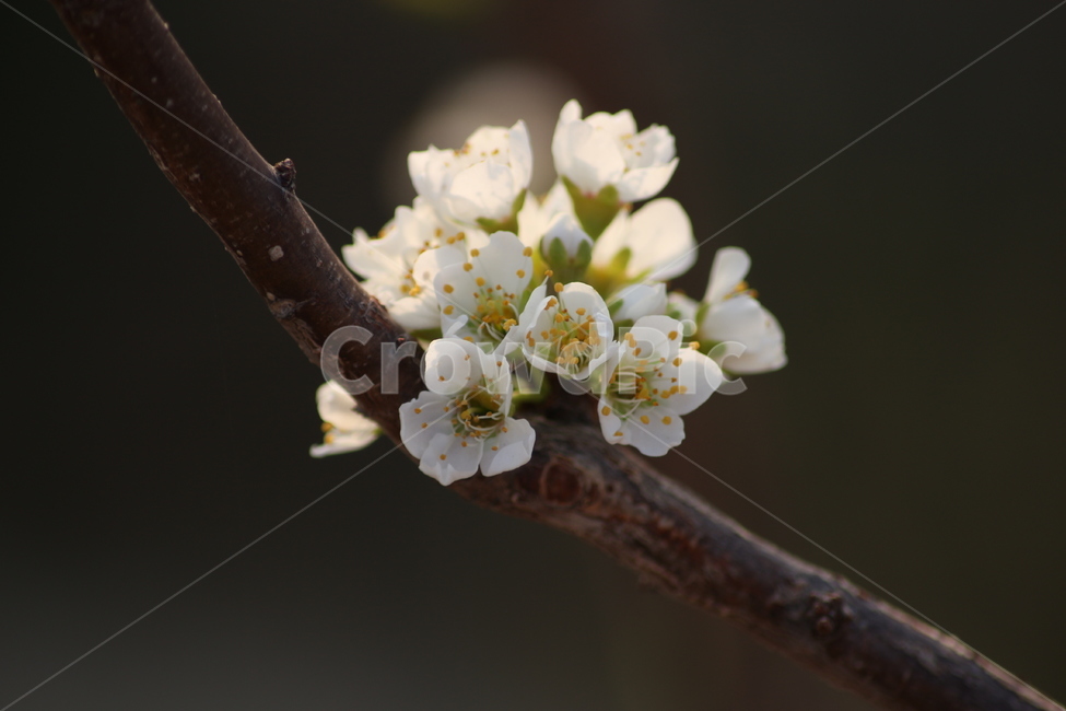 꽃,나무,꽃나무,자두,자두꽃,자두나무,하얀색꽃,하얀꽃,봄,계절,spring,season,식물,자연,plants,nature,꽃,flower,plant