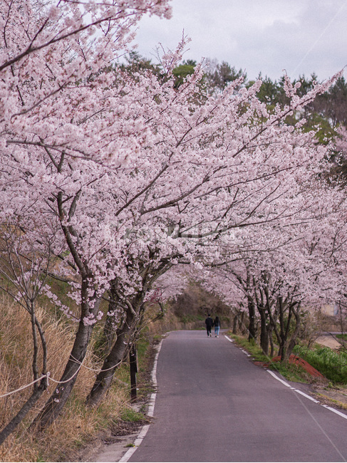 벚꽃,봄,spring,꽃,사쿠라,벚꽃터널,도로,blossom,봄,계절,spring,season,자연,풍경,nature,landscape