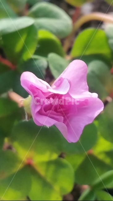 꽃,자연,아름다움,식물,개화,활짝,flower,플라워