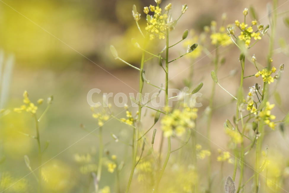 봄,봄꽃,노랑꽃,풀꽃,노란색,들판,연두색,3월,식물,자연,plants,nature,꽃,flower