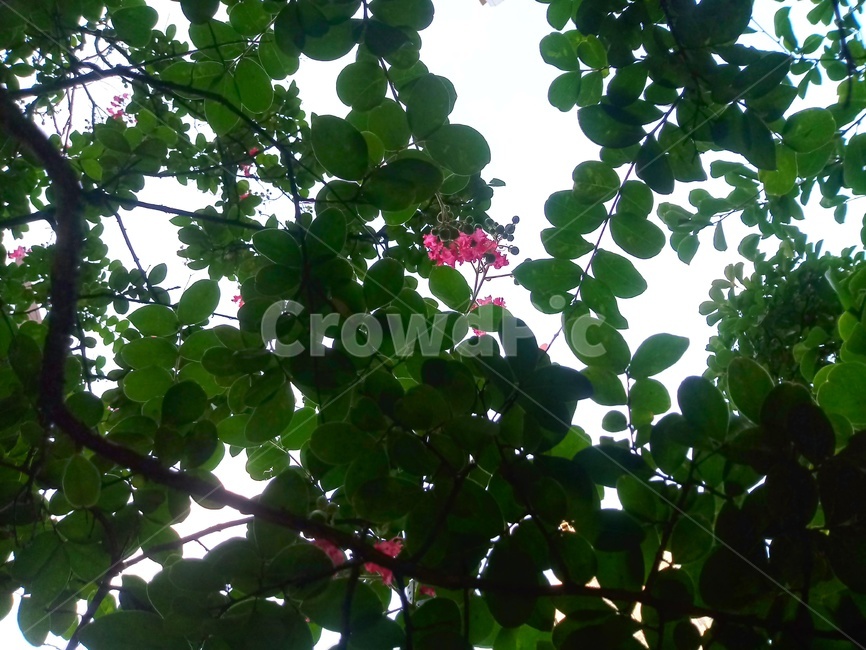 plant,목백일홍,진분홍색,초록색,식물