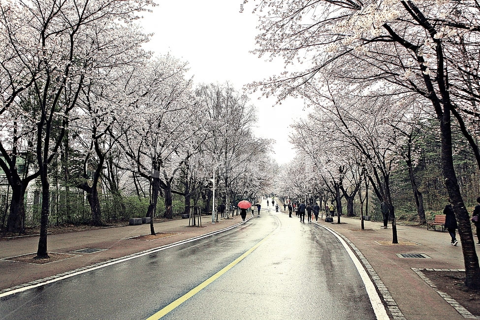 벗꽃,꽃,봄,봄꽃,풍경,자연,배경