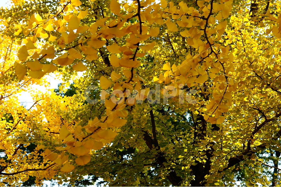 단풍,가을,풍경,빛,해,나무,식물,자연,plants,nature,꽃,flower