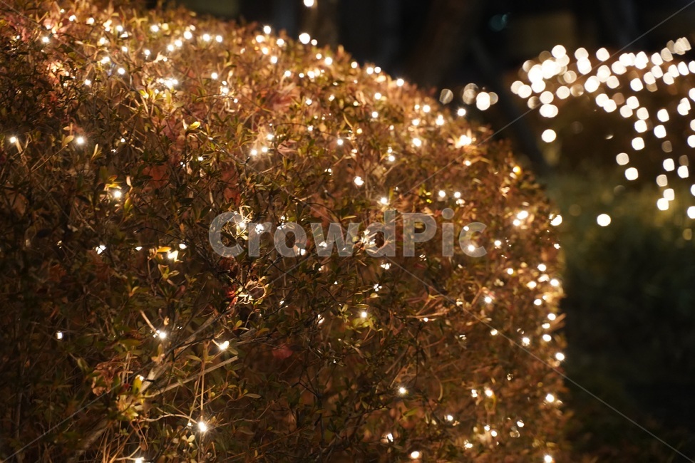 조명,led,야경불,겨울나무,전구,야경,밤,풍경,nightscape,night,landscape,tree,나무,plant,식물,ornament,장식,christmas tree,크리스마스 트리,lighting