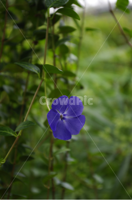 꽃,식물,flower,plant,color,식물,자연,plants,nature,꽃,flower