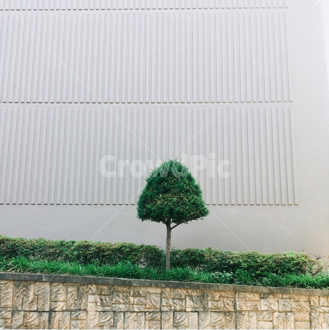 나무,여름,자연,조경,tree,작은나무,덩그러니,푸른나무,힐링,초록색,한그루,여름나무,우두커니,외로움