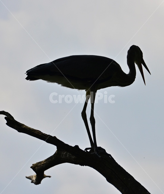 bird,새,animal,동물,waterfowl,egret,백로,stork,황새