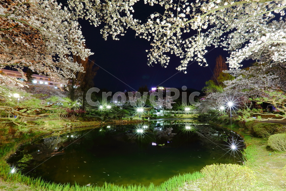 벚꽃,경주,야경,보문정,여행,풍경,호수,경치,자연,풍경,nature,landscape,한국자연풍경,한국자연경관,korea nature landscape,야경,밤,nightscape,night,water,물,outdoors,옥외