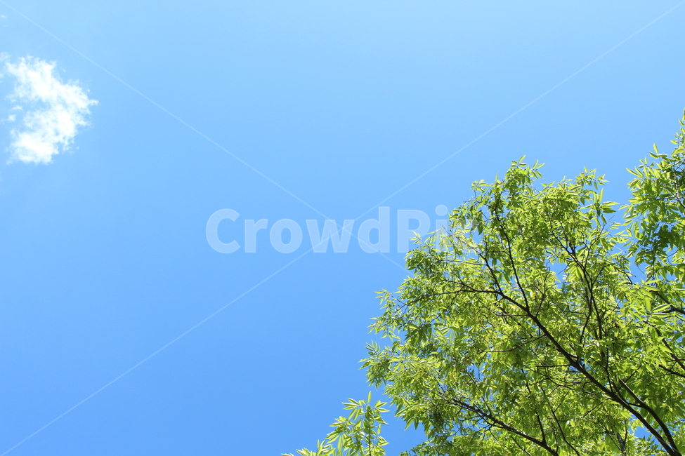 하늘,구름,나무,나뭇잎,봄,leaf,cloud,풍경,자연,nature,여름,summer,초록,자연,풍경,nature,landscape