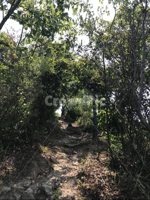 숲,나무,자연,길,멋진길,통로,자연,풍경,nature,landscape