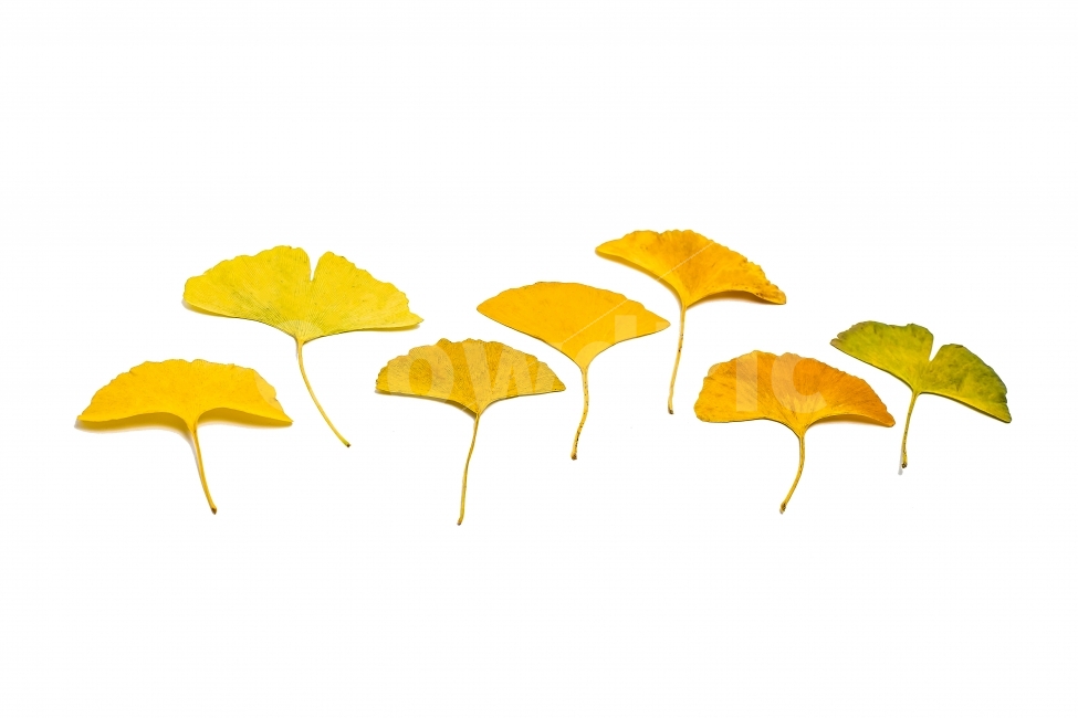 가을,은행나무,낙엽,나무,계절,바탕,노랑,노란색,풍경,가을,계절,fall,autumn,season,식물,자연,plants,nature,누끼,remove background,leaf,잎,plant