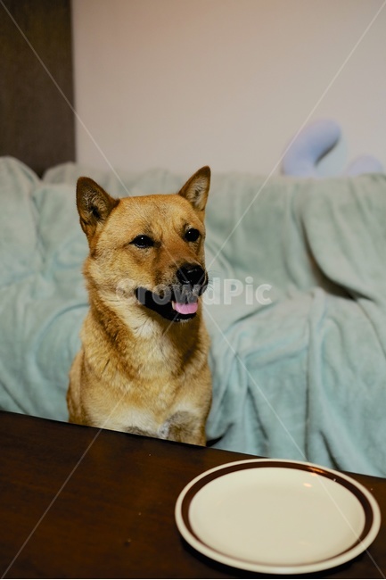 진돗개,황구,진도개,dog,jindodog,동물,animal,포유류,mammal,개,강아지,dog,doggy