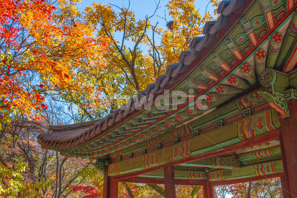 architecture,건축물,창경궁,단풍,maple,building,건물,신전,temple,가을,계절,fall,autumn,season,한국전통,한국문화,korean traditional,korean culture