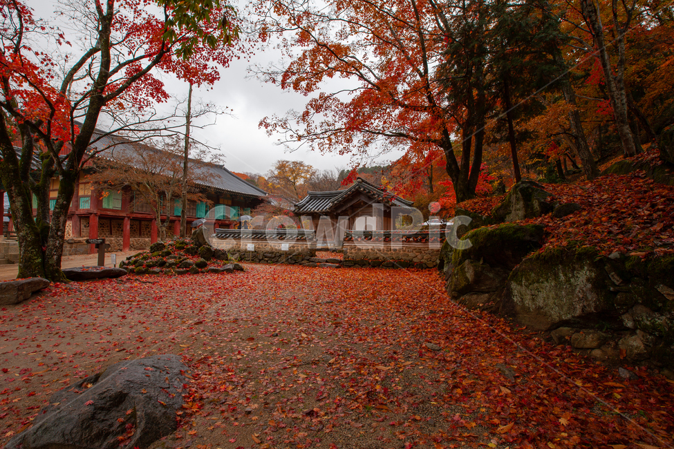 가을,단풍,풍경,빨간색,자연,단풍풍경,가을,계절,fall,autumn,season,한국전통,한국문화,korean traditional,korean culture,건축물,건물외관,exterior,building,structure,architecture,construction,maple,tree,나무,plant,식물,leaf,잎