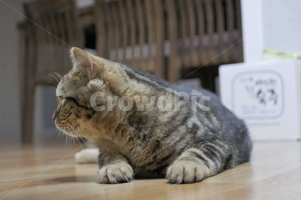 고양이,cat,동물,반려동물,애완동물,동물,animal,포유류,mammal,고양이,cat,kitten,kitty