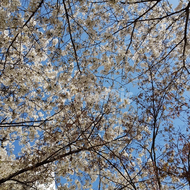 벚꽃,봄,봄날,벚꽃나무,꽃나무,꽃,봄꽃,가로수,버찌나무,나무,봄풍경,식물,자연,plants,nature,꽃,flower