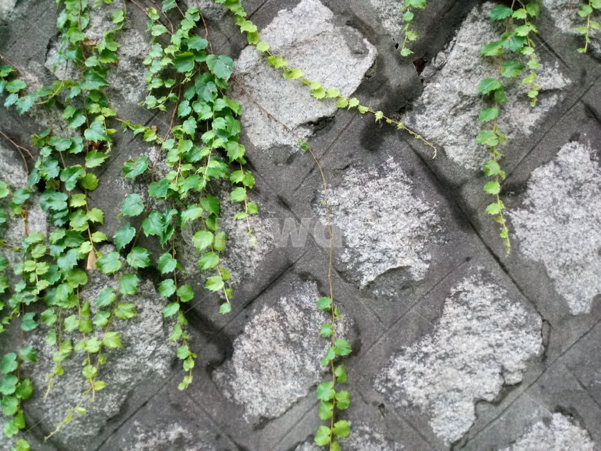 ivy,plant,식물,담쟁이,담쟁이덩굴,담쟁이식물,돌,벽돌,돌벽,돌담,벽,자연,풀,green,식물,자연,plants,nature