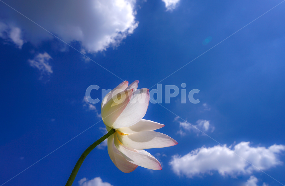 연,연꽃,불화,하늘,구름,식물,식물,자연,plants,nature,꽃,flower