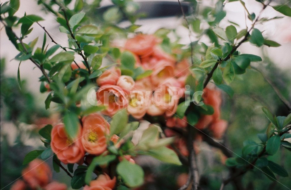 꽃,다홍색,봄,봄느낌,꽃과나무,식물,자연,plants,nature,꽃,flower