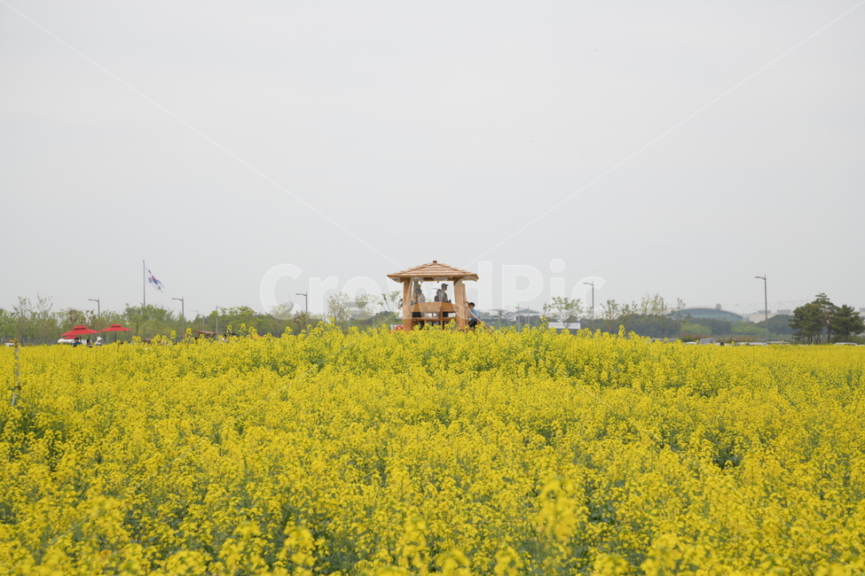 들,outdoors,옥외,nature,자연,공원,유채꽃,원두막