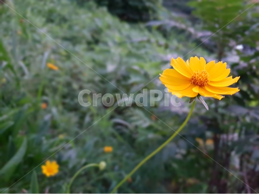 금계국,식물,자연,꽃,여름,초록,green,nature,flower,7월,8월,노랑색,식물,자연,plants,nature,꽃,flower