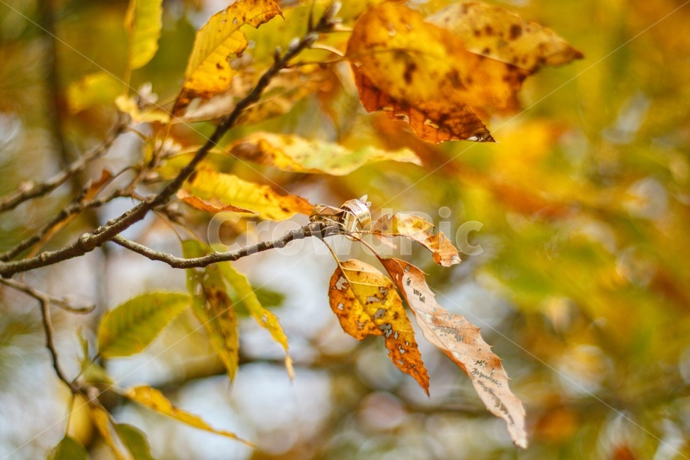 낙엽,커플링,반지,식물,사물,가을,계절,fall,autumn,season,leaf,잎,plant,tree,나무