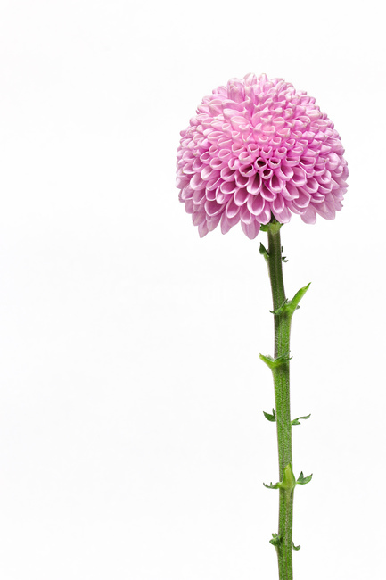 꽃,식물,flower,blossom,plant,꽃,flower