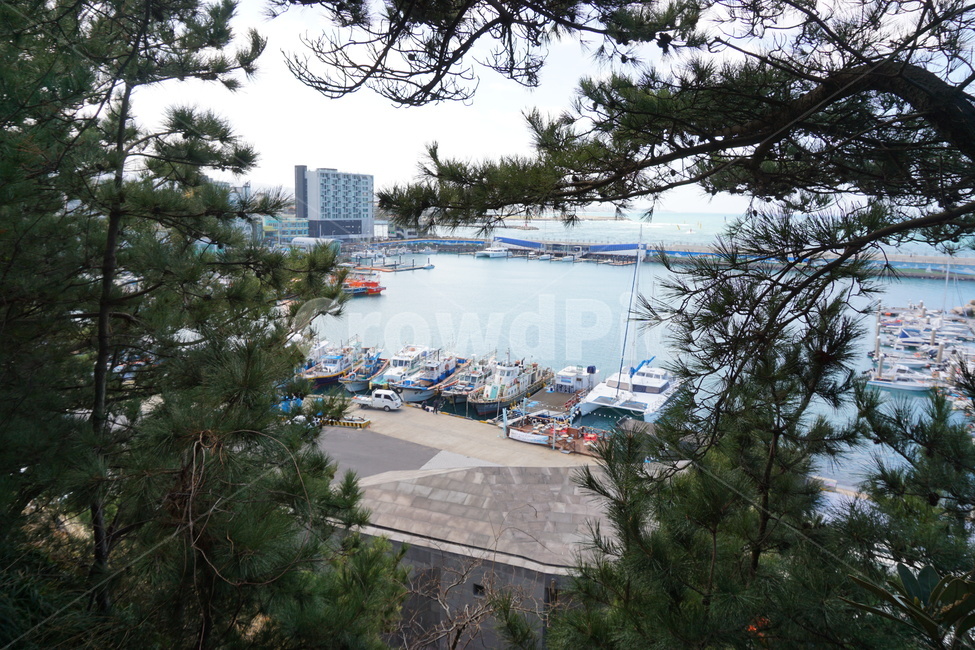 도두항,제주도두항,해안가풍경,바다풍경,소나무