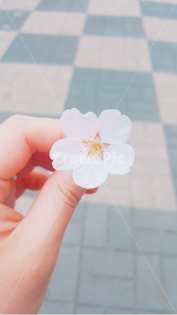 벚꽃,꽃잎,손,하얀꽃,감성사진,봄,자연,flower,petal,봄,계절,spring,season,꽃,flower,plant,식물