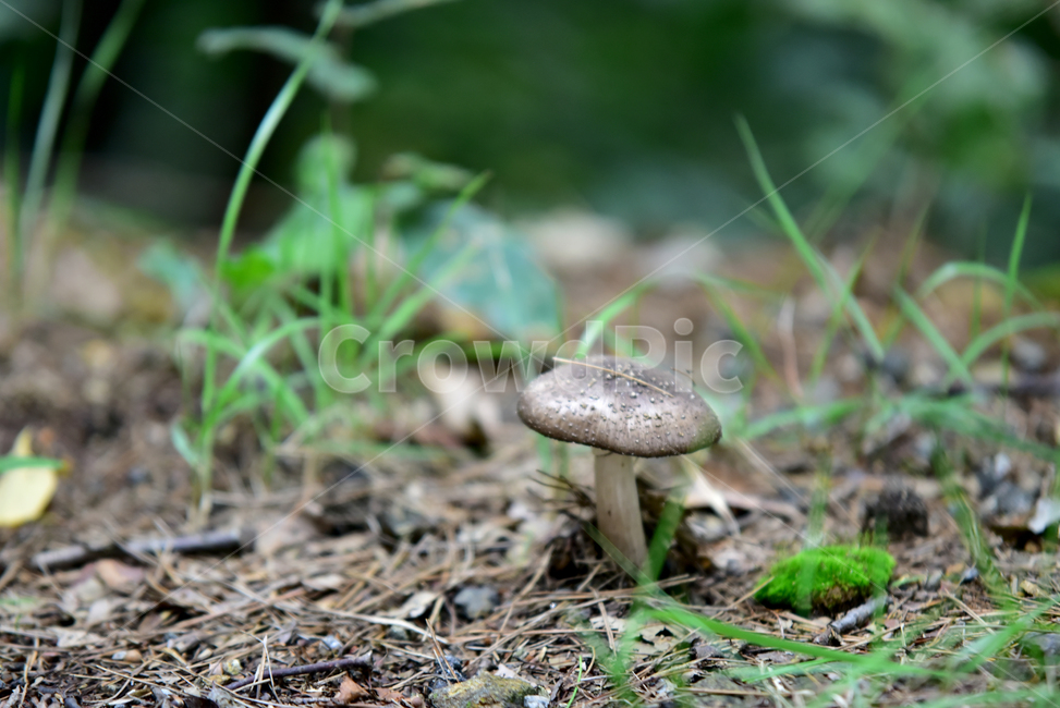 버섯,산버섯,들버섯,독버섯,땅,mushroom,field,버섯,mushroom
